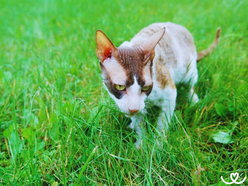 Cornish-rex (11)